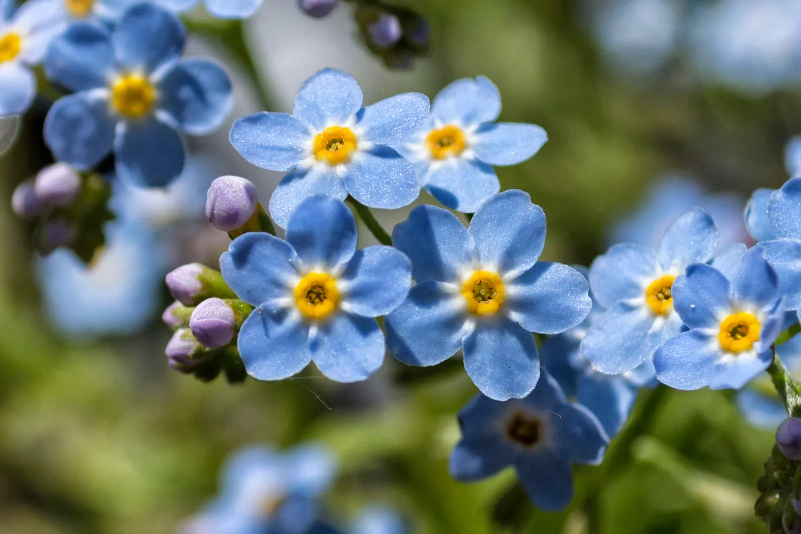 Forget-Me-Not (Myosotis Alpestris) — This plant typically flowers from late spring to early summer; perennial for full or half, image 169