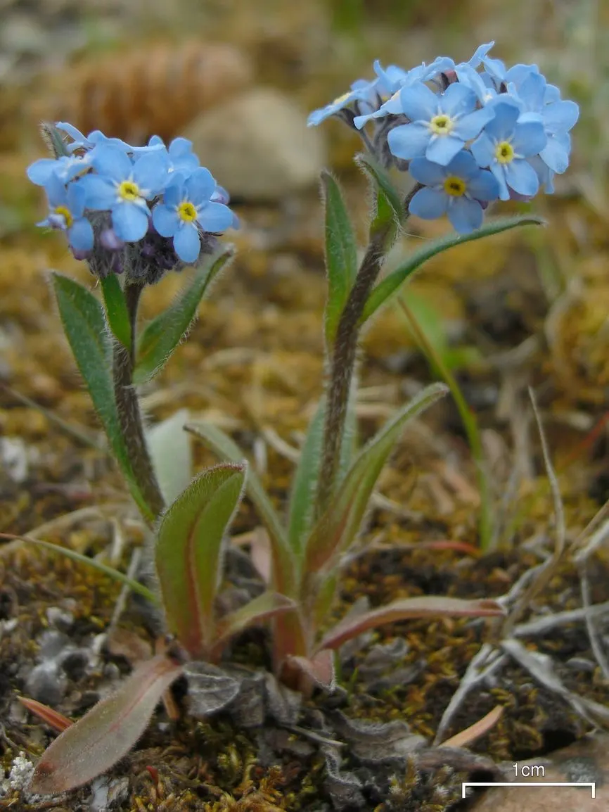 Forget-Me-Not (Myosotis Alpestris) — marginally tolerant of drought once established; each featuring a tiny yellow or white eye at the center, image 153