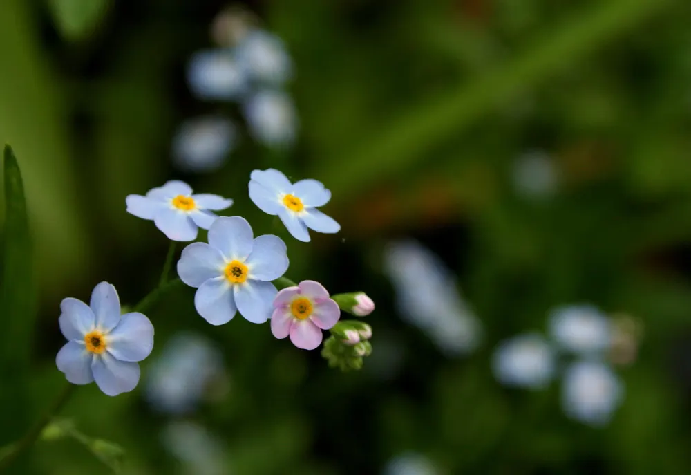 Forget-Me-Not (Myosotis Alpestris) — perennial for full or half; it is a touch of natural beauty that invites both contemplation and admiration in, image 120