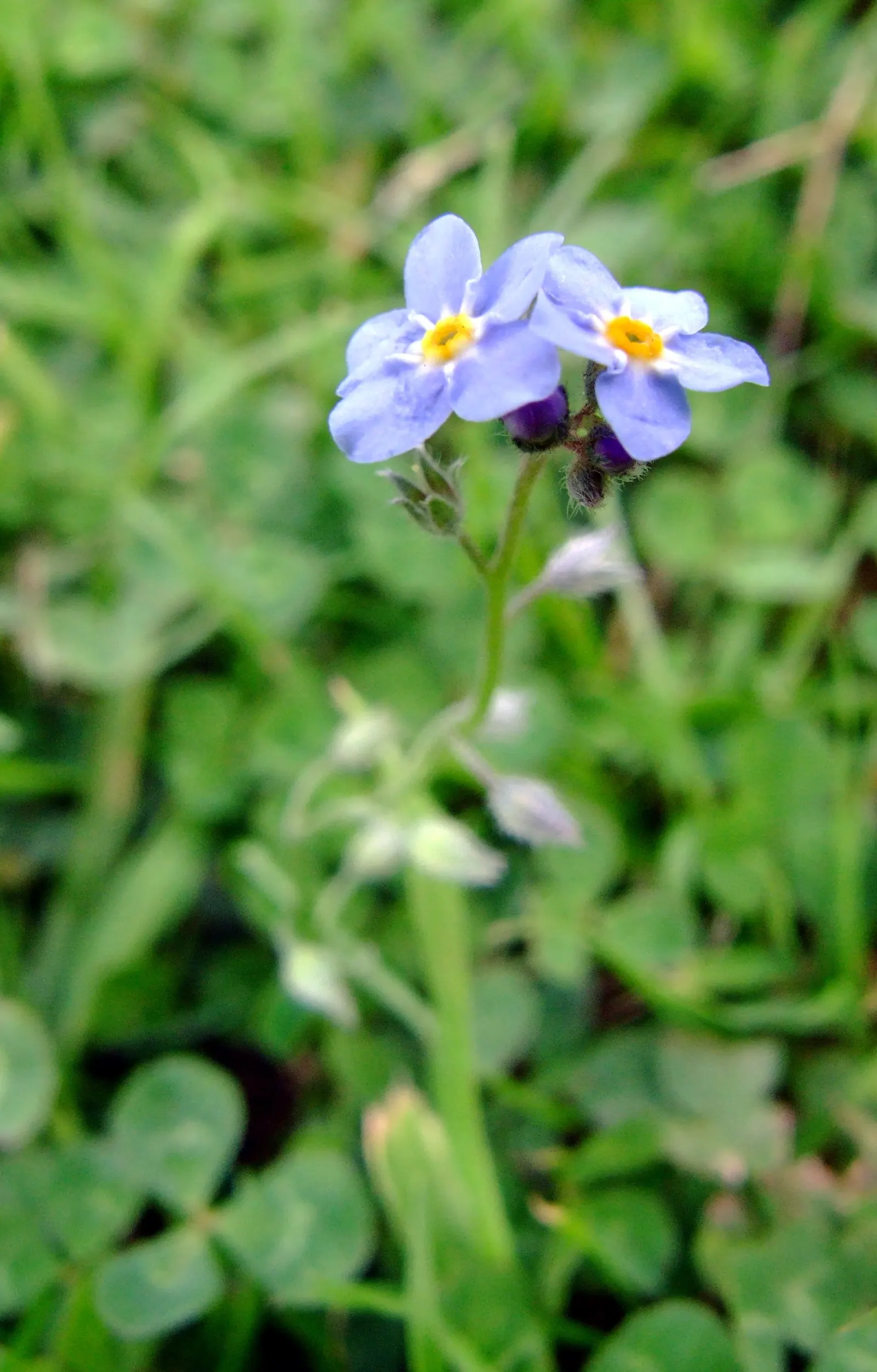 Forget-Me-Not (Myosotis Alpestris) — To maintain its compact growth habit; and along pathways due to its modest size and need for minimal, image 174