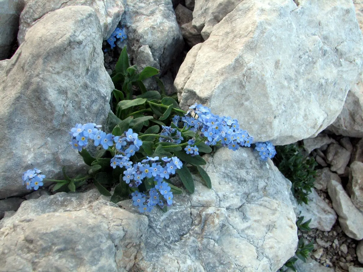 Forget-Me-Not (Myosotis Alpestris) — To maintain its compact growth habit; and along pathways due to its modest size and need for minimal, image 134