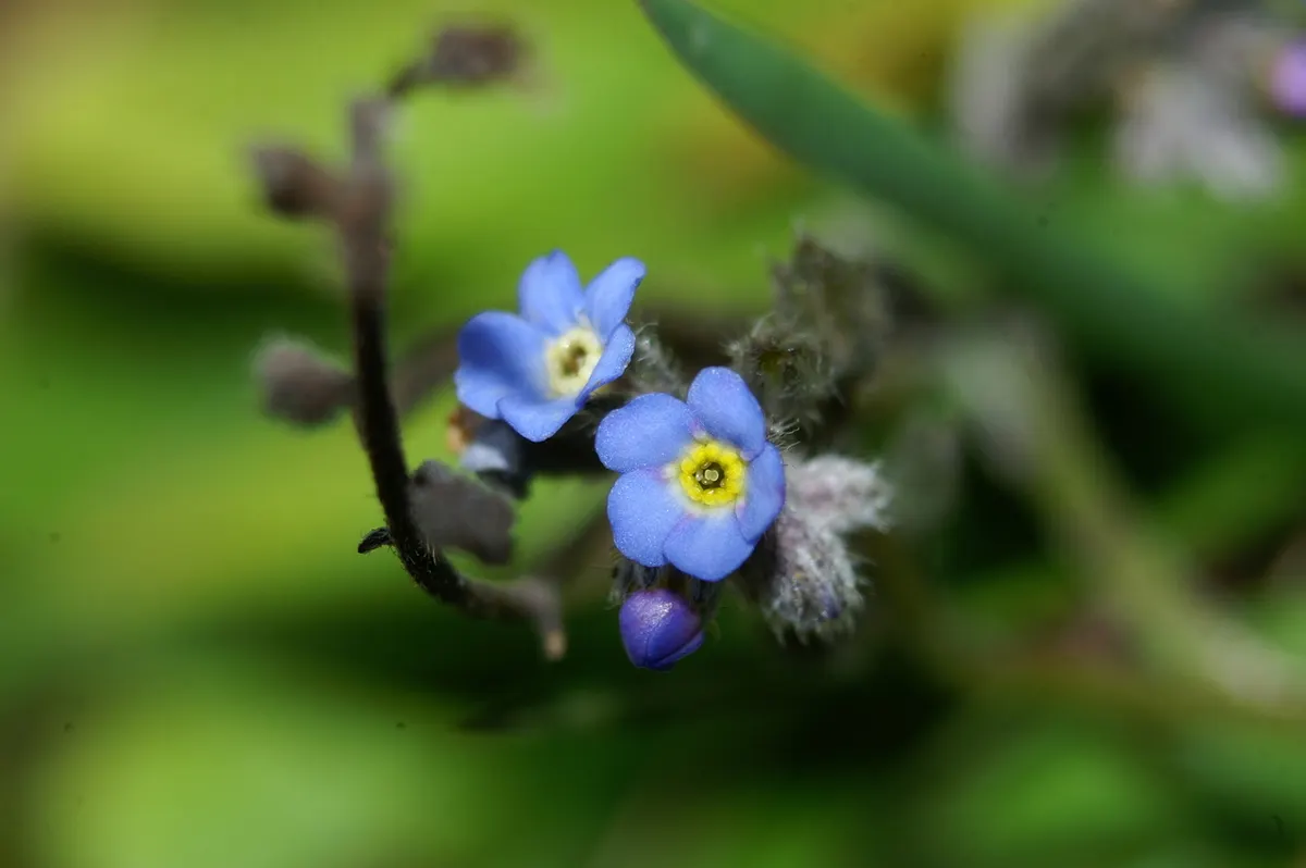 Forget-Me-Not (Myosotis Alpestris) — Reaching 6-12 inches tall, it spreads 6-10 inches wide, ideal for borders or as a groundcover; blooming in, image 124