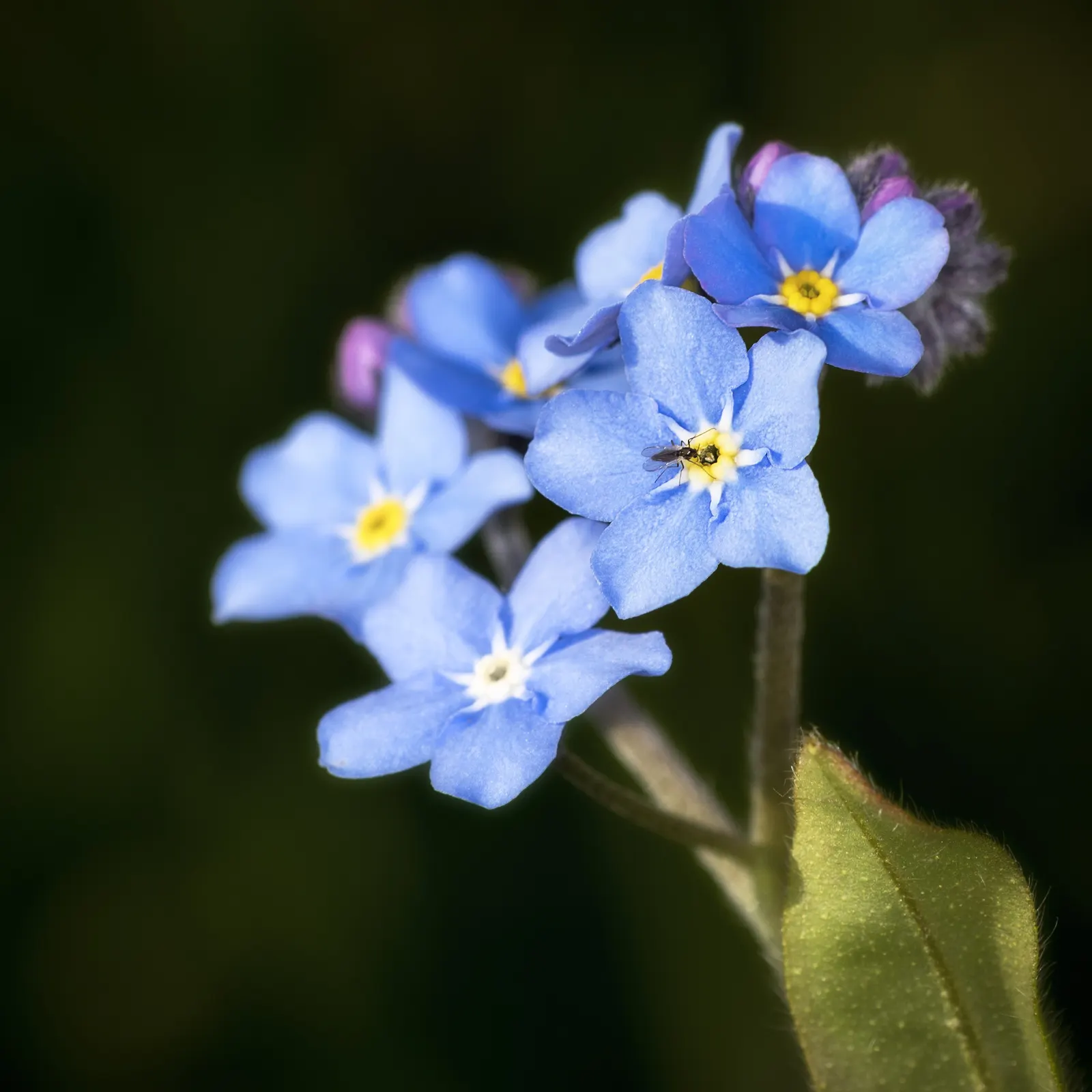 Forget-Me-Not (Myosotis Alpestris) — marginally tolerant of drought once established; each featuring a tiny yellow or white eye at the center, image 53