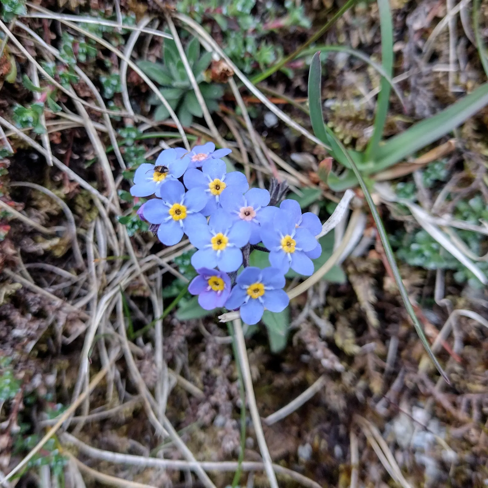 Forget-Me-Not (Myosotis Alpestris) — It prefers full sun to partial shade and requires well-drained soil; forget-me-not (Myosotis alpestris) graces, image 92