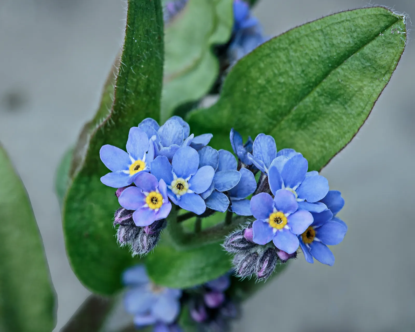 Forget-Me-Not (Myosotis Alpestris) — perennial with blue blooms
