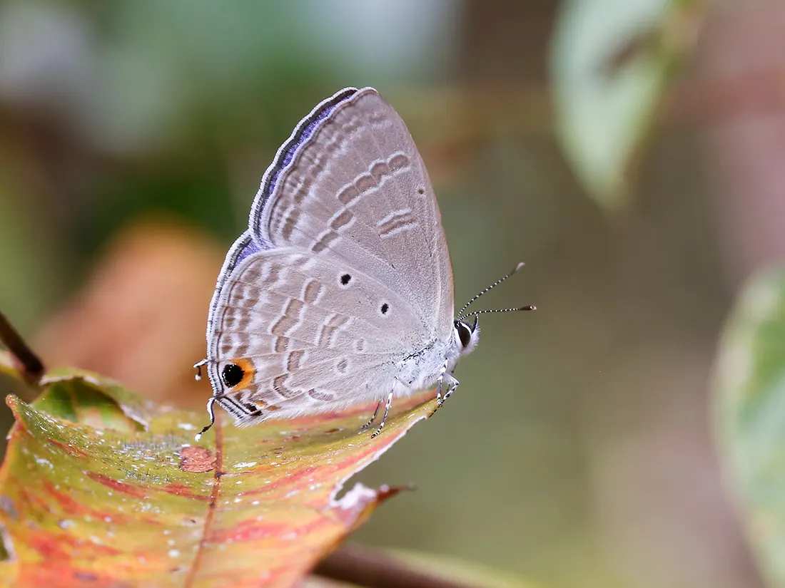 Forget-Me-Not (Myosotis Alpestris) — as its common name suggests; this plant typically flowers from late spring to early summer, image 56