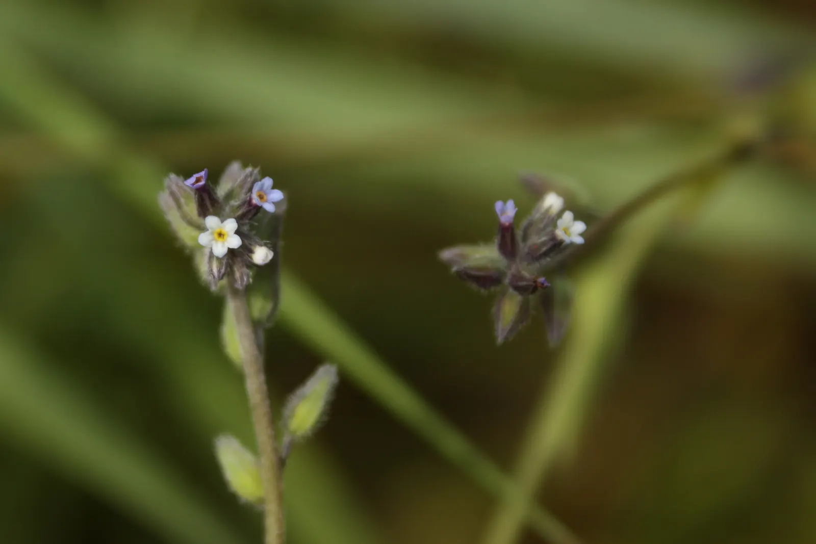 Forget-Me-Not (Myosotis Alpestris) — Blooming in spring, it adds a charming touch of color and can symbolize remembrance in a landscape design; it, image 145