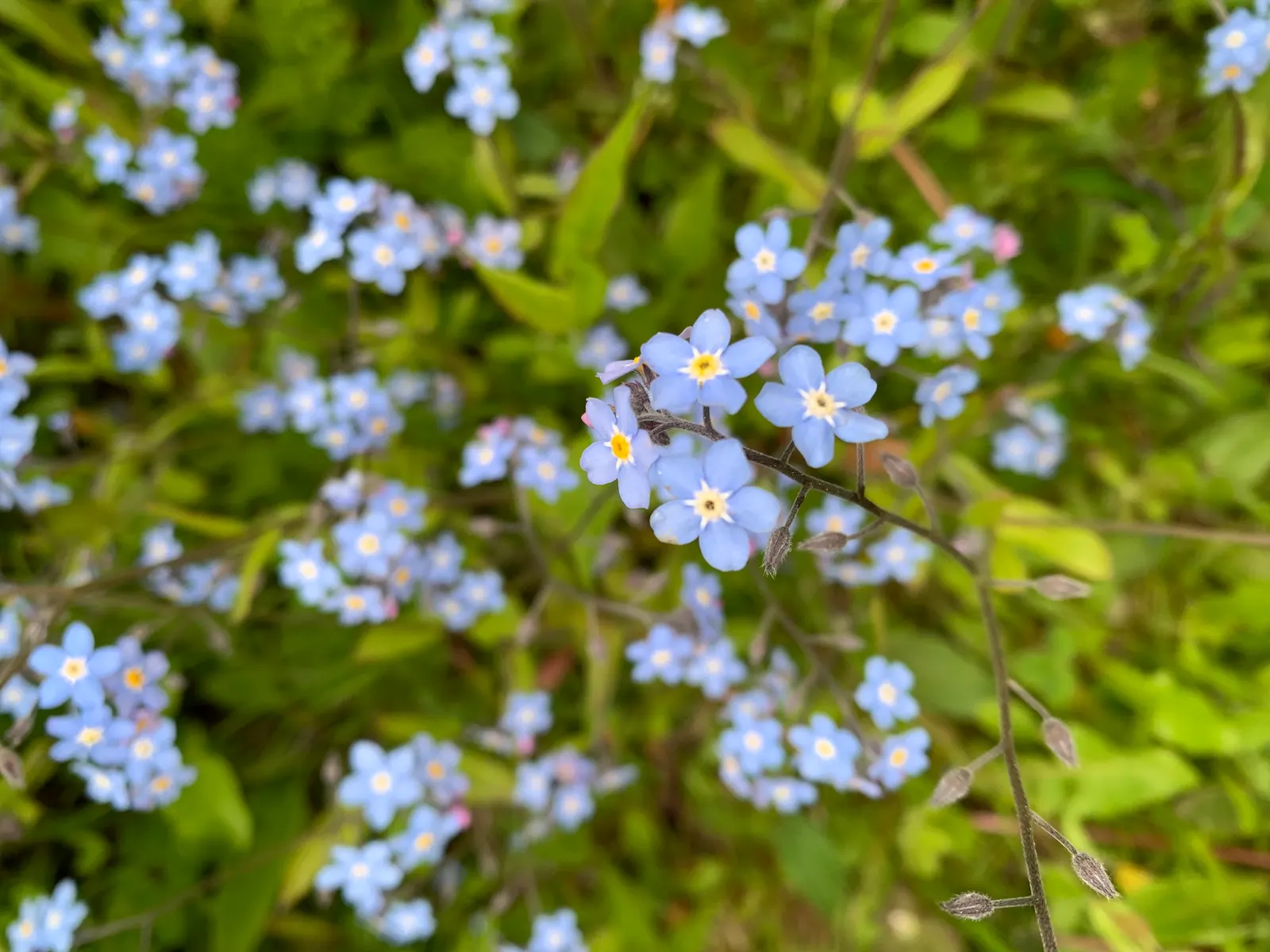 Forget-Me-Not (Myosotis Alpestris) — This perennial thrives in zones 3-8, prefers partial shade, and moist, well-drained soil; blue flowers in the, image 83