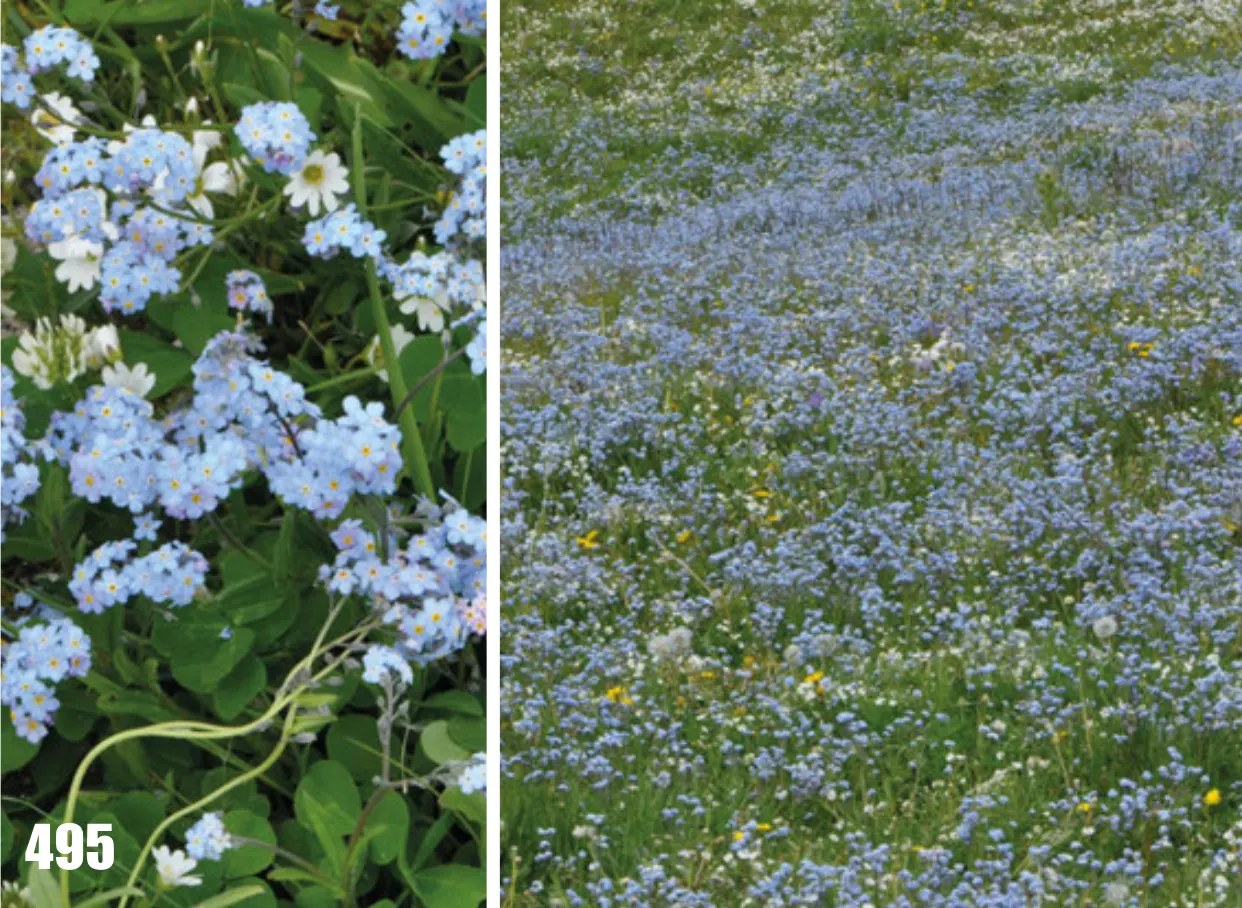 Forget-Me-Not (Myosotis Alpestris) — Blooming in spring, it adds a charming touch of color and can symbolize remembrance in a landscape design; it, image 45