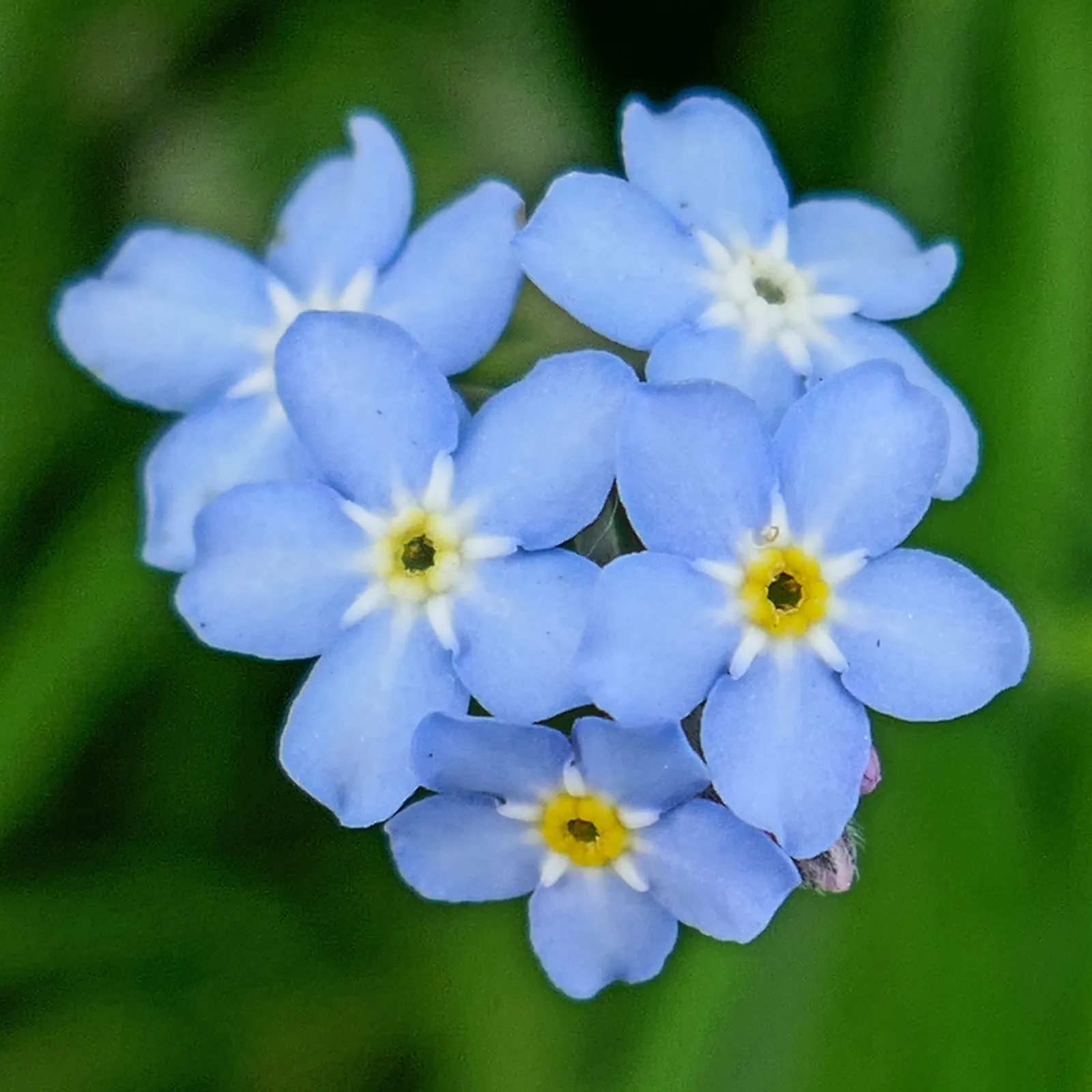 Forget-Me-Not (Myosotis Alpestris) — each with a delicate yellow center; thriving well in USDA hardiness zones 2 through 9, image 142