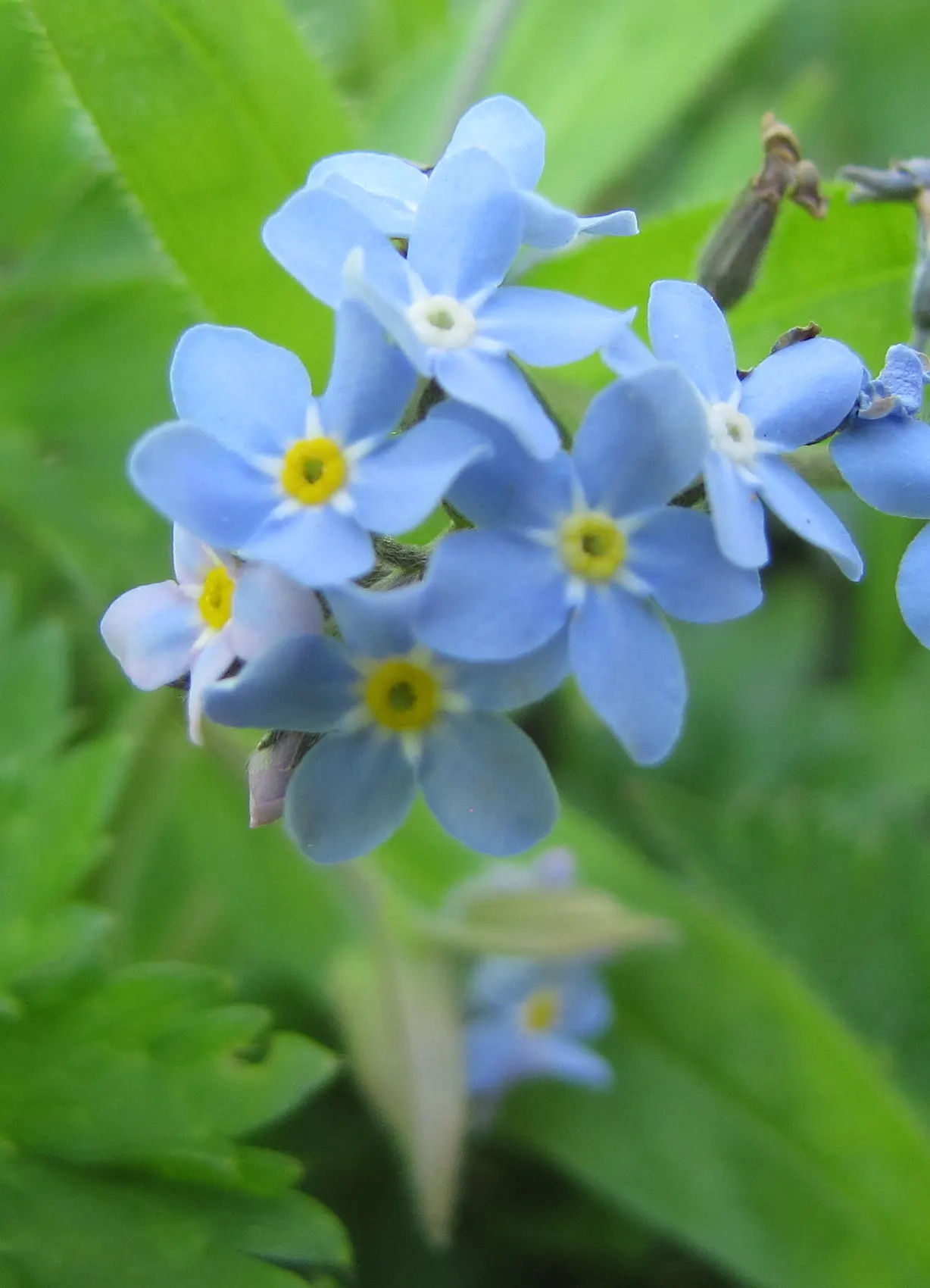 Forget-Me-Not (Myosotis Alpestris) — Forget-me-not (Myosotis alpestris) graces gardens with clusters of sky-blue flowers; reaching 6-12 inches, image 41
