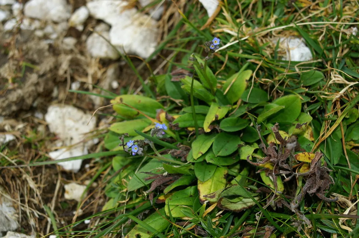 Forget-Me-Not (Myosotis Alpestris) — It prefers full sun to partial shade and requires well-drained soil; forget-me-not (Myosotis alpestris) graces, image 152