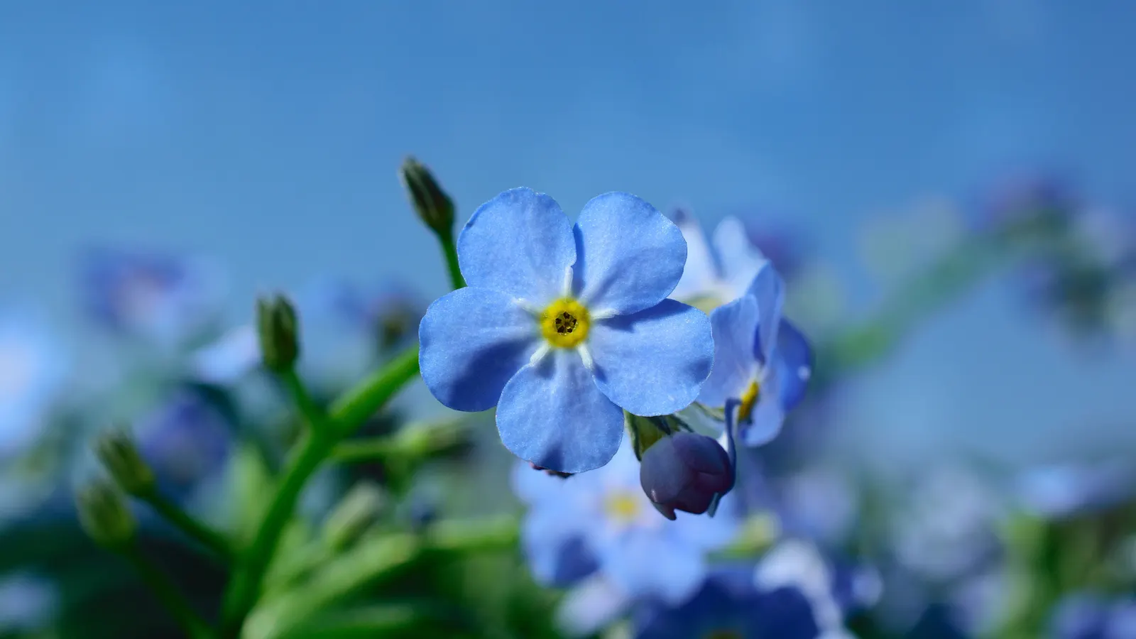 Forget-Me-Not (Myosotis Alpestris) — blue flowers in the garden; this perennial thrives in zones 3-8, prefers partial shade, and moist, image 98