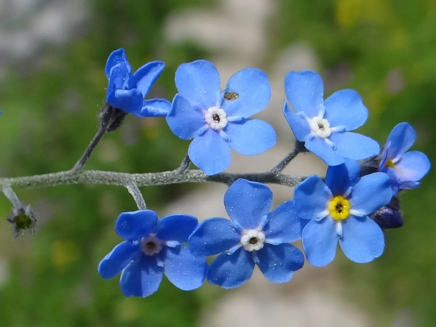Forget-Me-Not (Myosotis Alpestris) — marginally tolerant of drought once established; each featuring a tiny yellow or white eye at the center, image 113