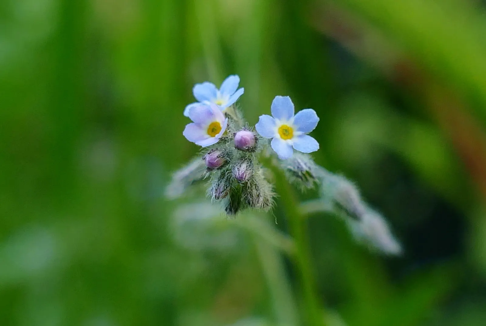 Forget-Me-Not (Myosotis Alpestris) — each with a delicate yellow center; thriving well in USDA hardiness zones 2 through 9, image 82