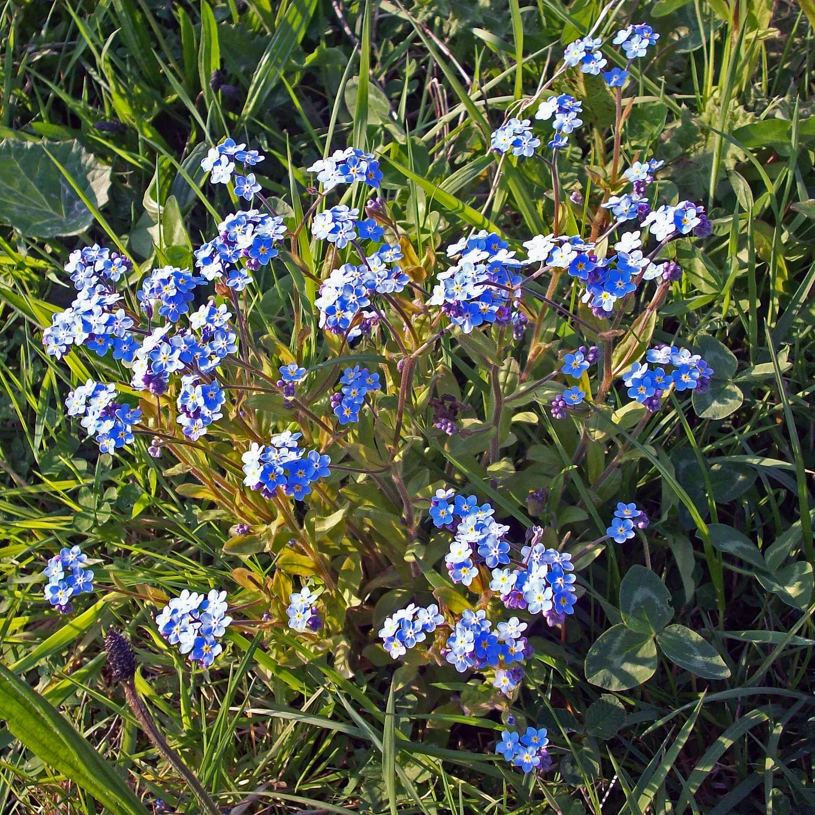 Forget-Me-Not (Myosotis Alpestris) — commonly known as Alpine Forget-me-not; perennial with blue blooms, image 66