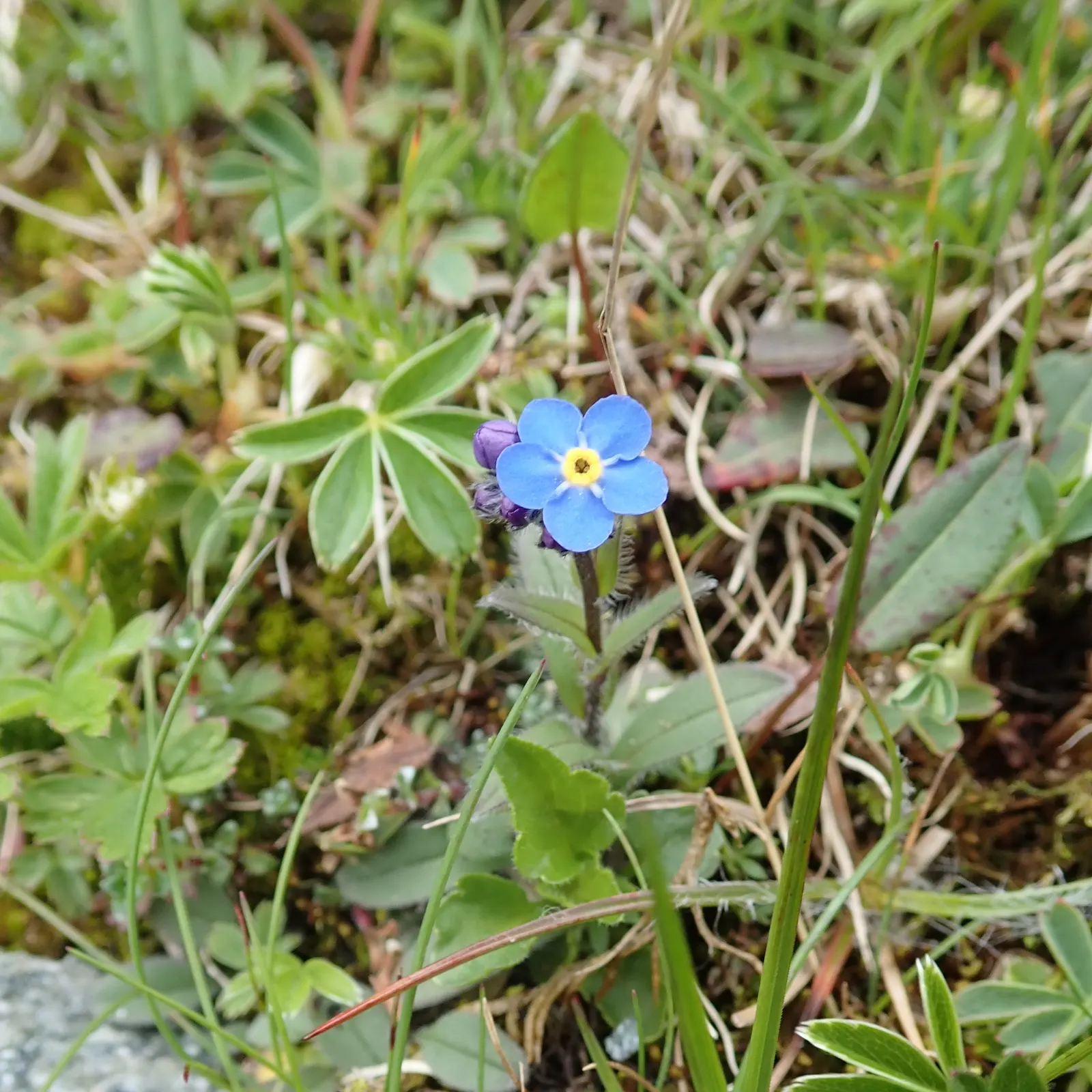 Forget-Me-Not (Myosotis Alpestris) — Reaching 6-12 inches tall, it spreads 6-10 inches wide, ideal for borders or as a groundcover; blooming in, image 164