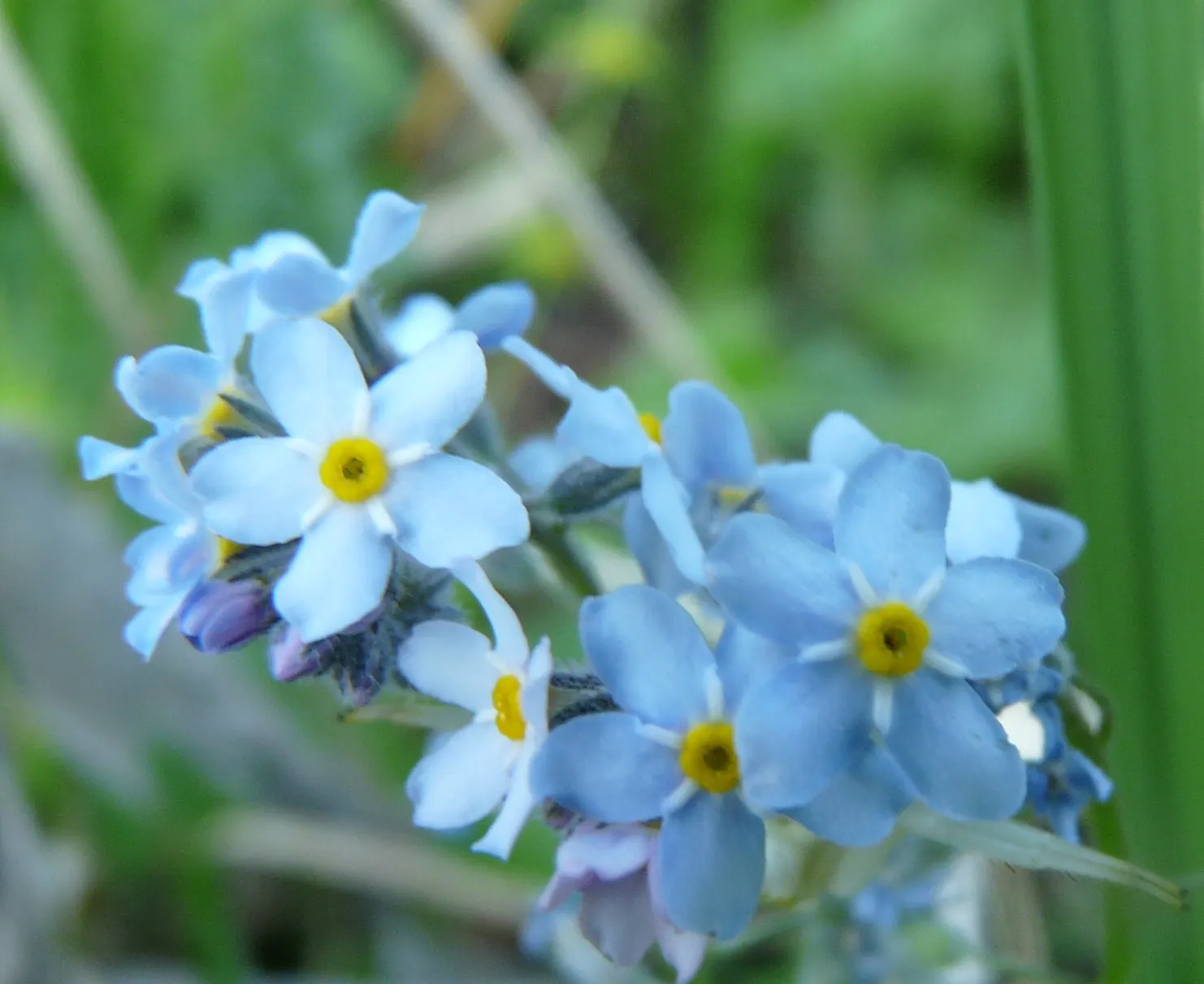 Forget-Me-Not (Myosotis Alpestris) — To maintain its compact growth habit; and along pathways due to its modest size and need for minimal maintenance