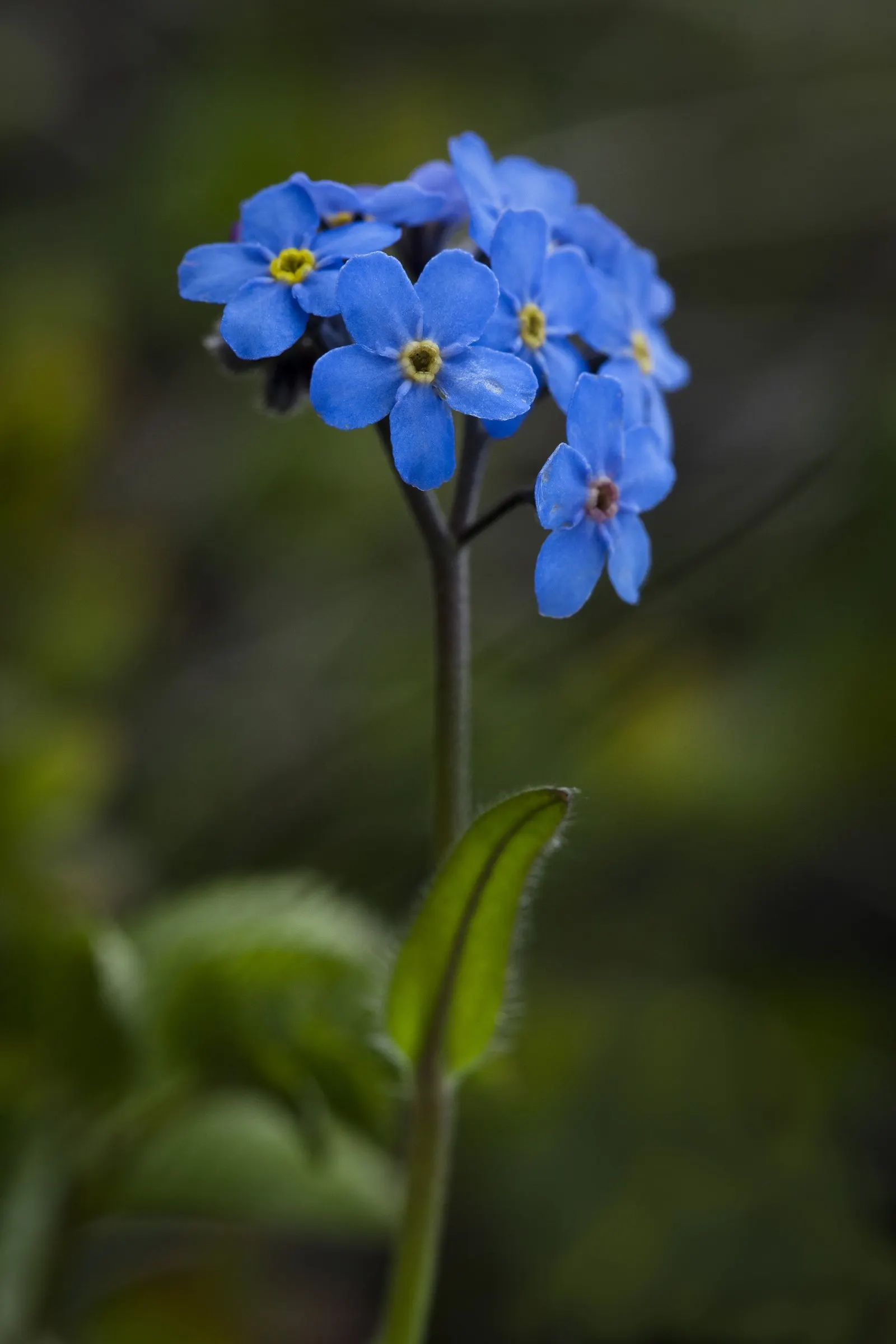 Forget-Me-Not (Myosotis Alpestris) — each featuring a tiny yellow or white eye at the center; marginally tolerant of drought once established