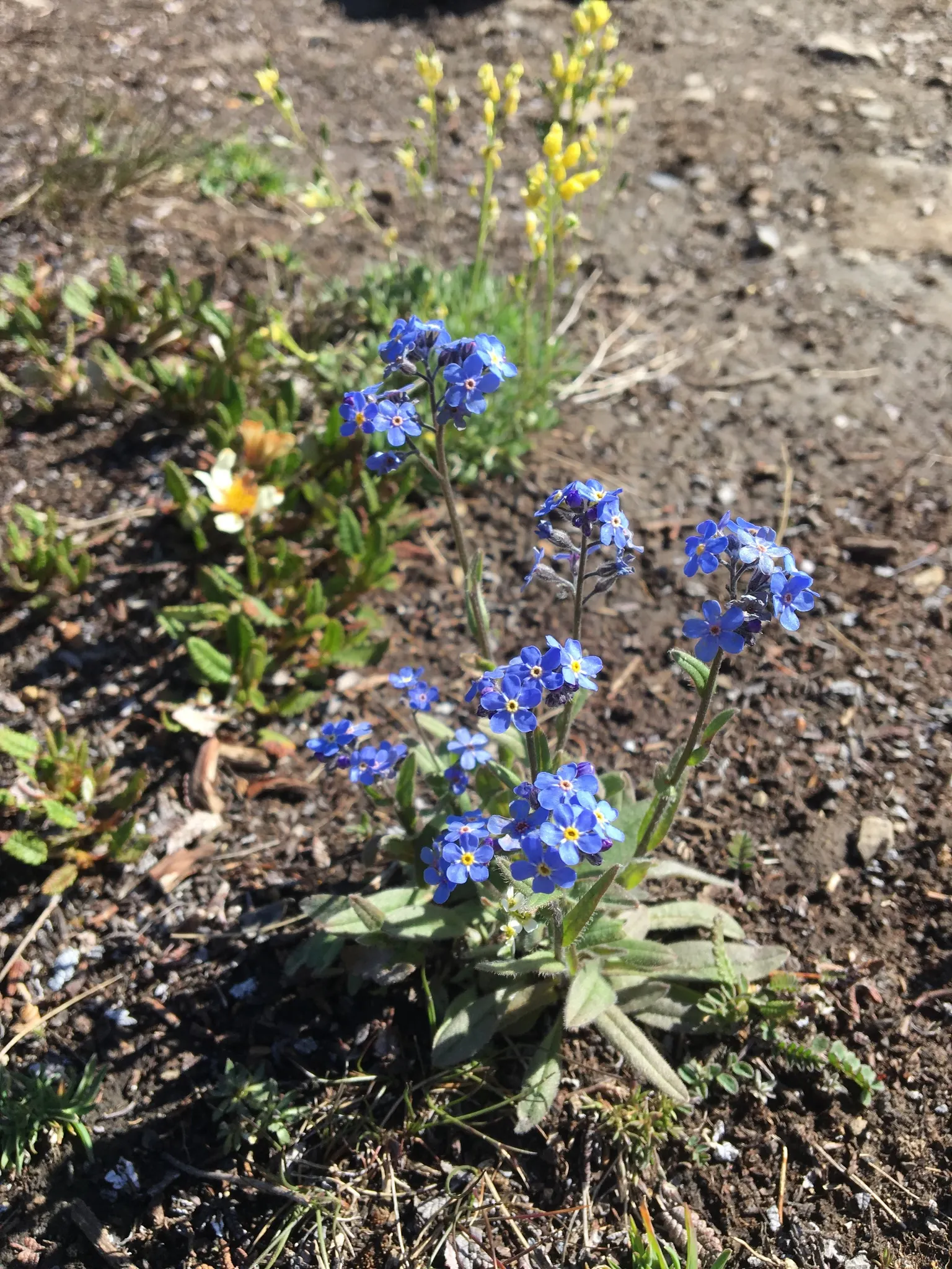 Forget-Me-Not (Myosotis Alpestris) — each featuring a tiny yellow or white eye at the center; marginally tolerant of drought once established, image 48