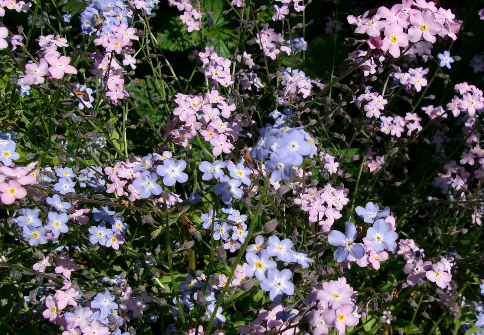 Forget-Me-Not (Myosotis Alpestris) — each featuring a tiny yellow or white eye at the center; marginally tolerant of drought once established, image 68