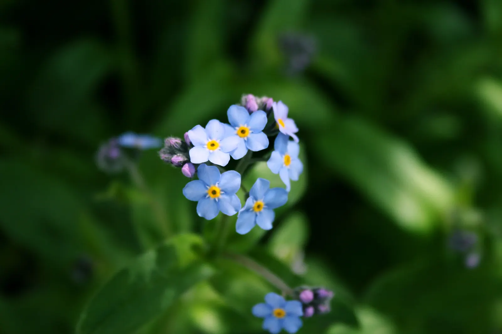 Forget-Me-Not (Myosotis Alpestris) — with blossoms that span approximately half an inch across