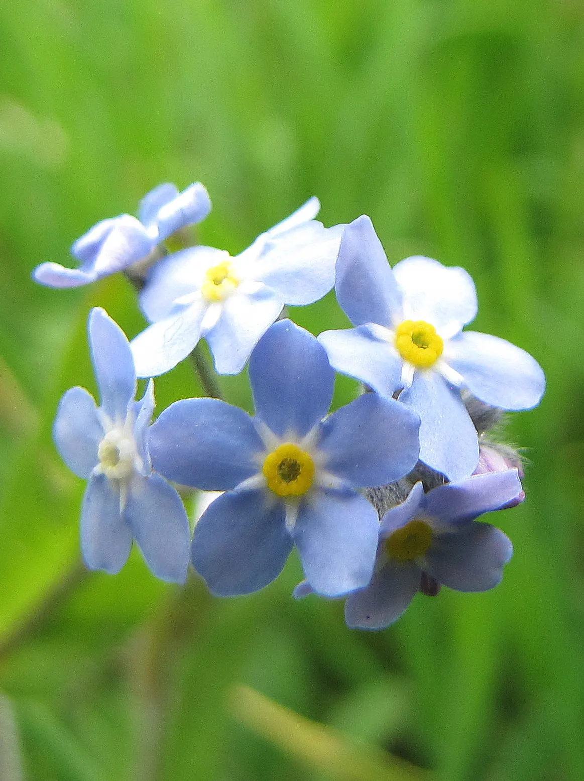 Forget-Me-Not (Myosotis Alpestris) — perennial for full or half; it is a touch of natural beauty that invites both contemplation and admiration in, image 60