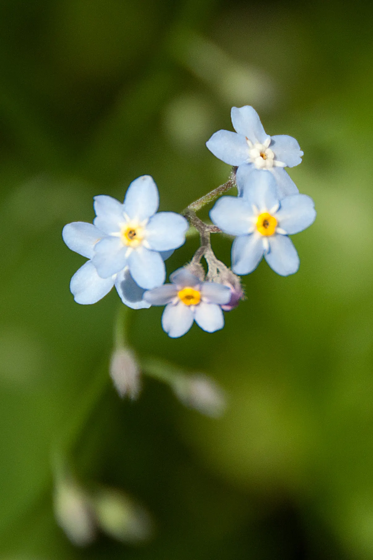 Forget-Me-Not (Myosotis Alpestris) — is an herbaceous perennial that graces many gardens with its delicate sky-blue flowers; commonly known as, image 127