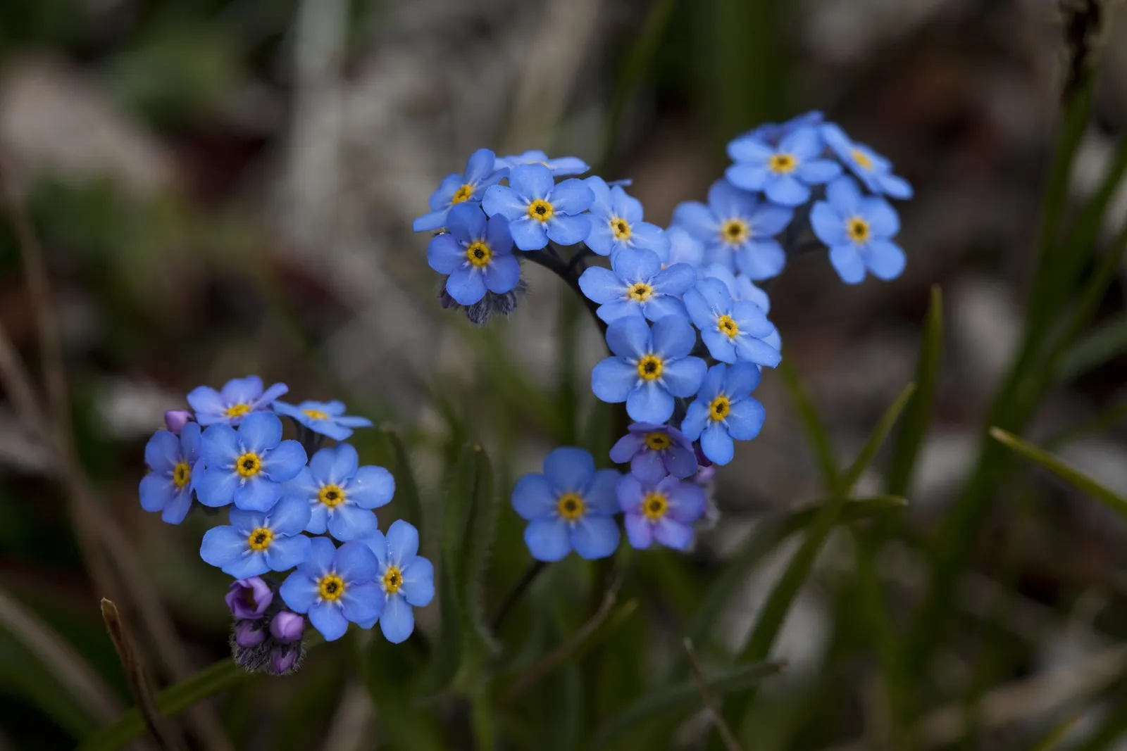 Forget-Me-Not (Myosotis Alpestris) — Reaching 6-12 inches tall, it spreads 6-10 inches wide, ideal for borders or as a groundcover; blooming in, image 84