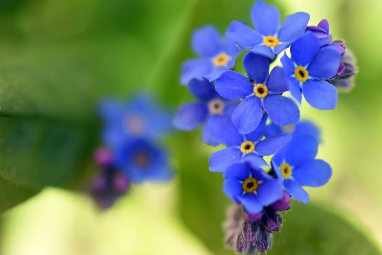 Forget-Me-Not (Myosotis Alpestris) — It prefers full sun to partial shade and requires well-drained soil; forget-me-not (Myosotis alpestris) graces, image 72
