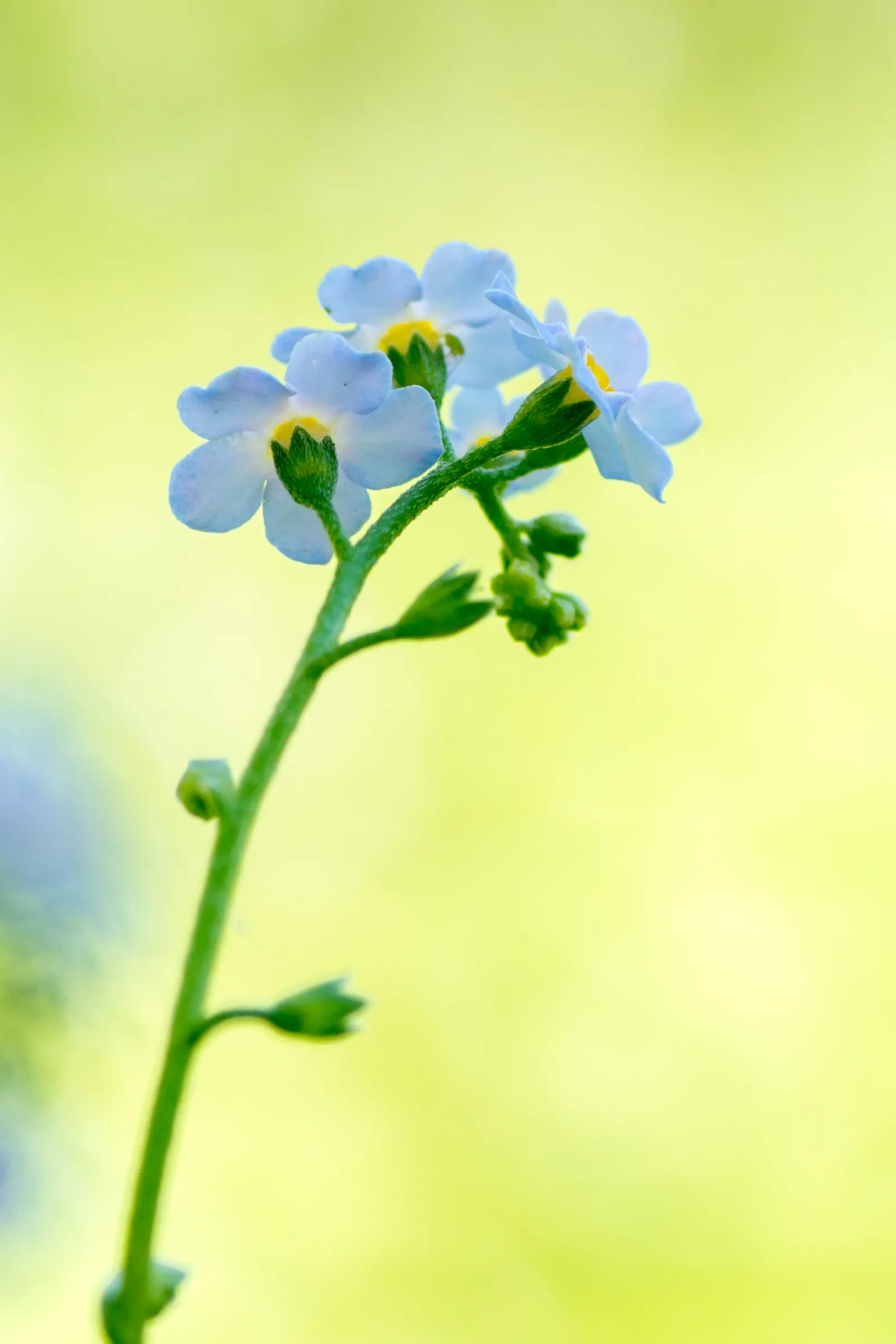 Forget-Me-Not (Myosotis Alpestris) — Forget-me-not (Myosotis alpestris) graces gardens with clusters of sky-blue flowers; reaching 6-12 inches, image 121