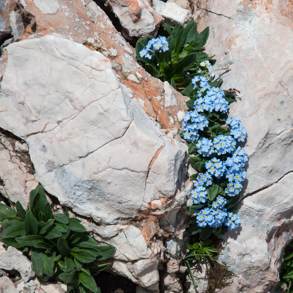 Forget-Me-Not (Myosotis Alpestris) — commonly known as Alpine Forget-me-not; perennial with blue blooms, image 86
