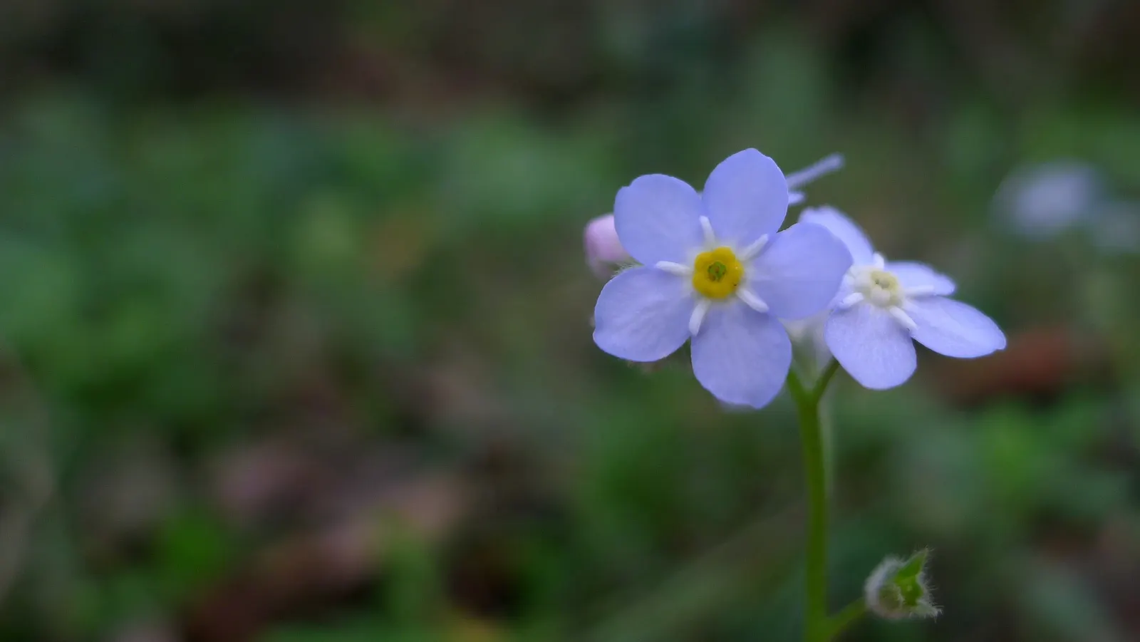 Forget-Me-Not (Myosotis Alpestris) — with blossoms that span approximately half an inch across; is an herbaceous perennial that graces many gardens, image 130