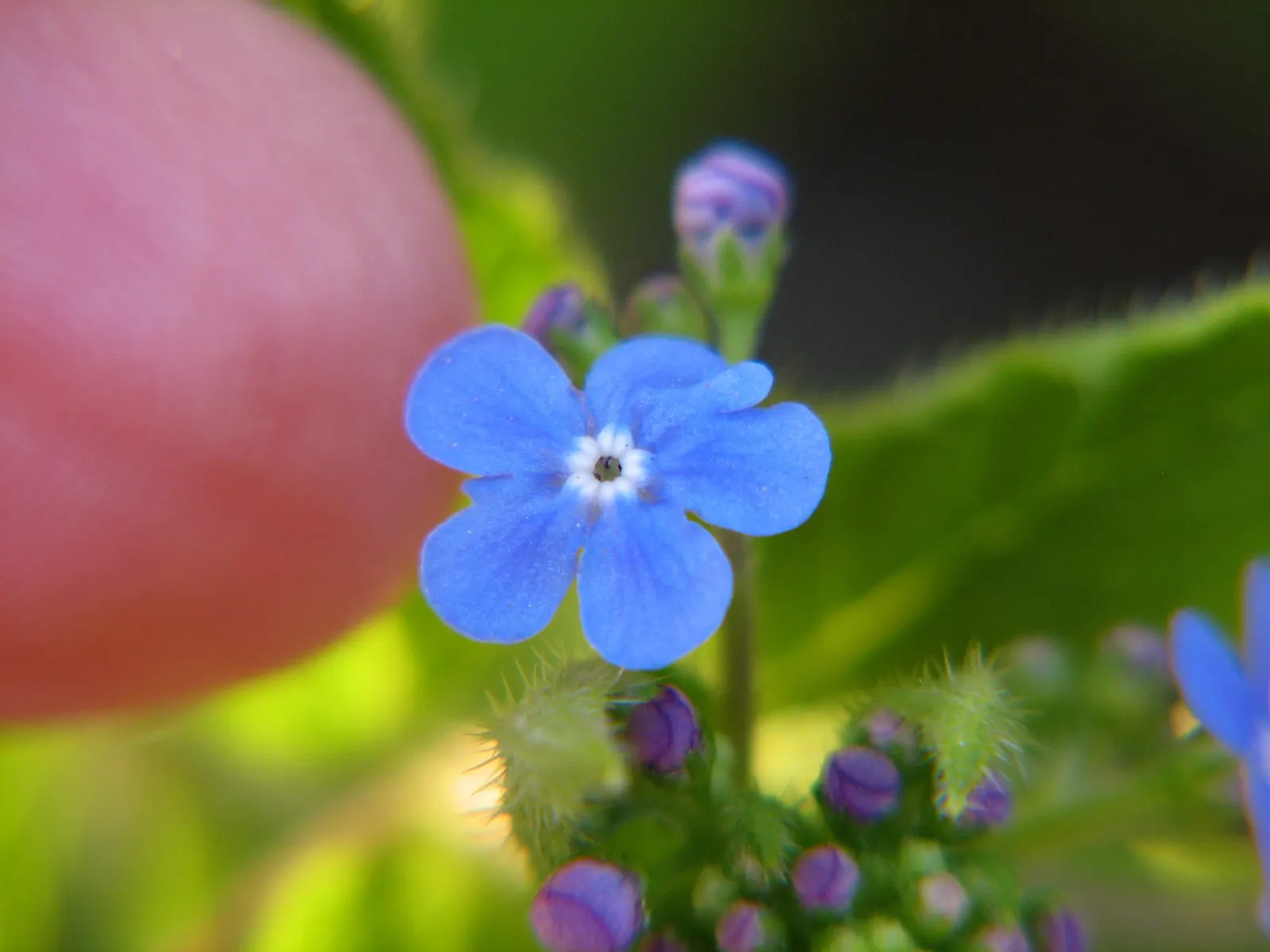 Forget-Me-Not (Myosotis Alpestris) — marginally tolerant of drought once established; each featuring a tiny yellow or white eye at the center, image 93