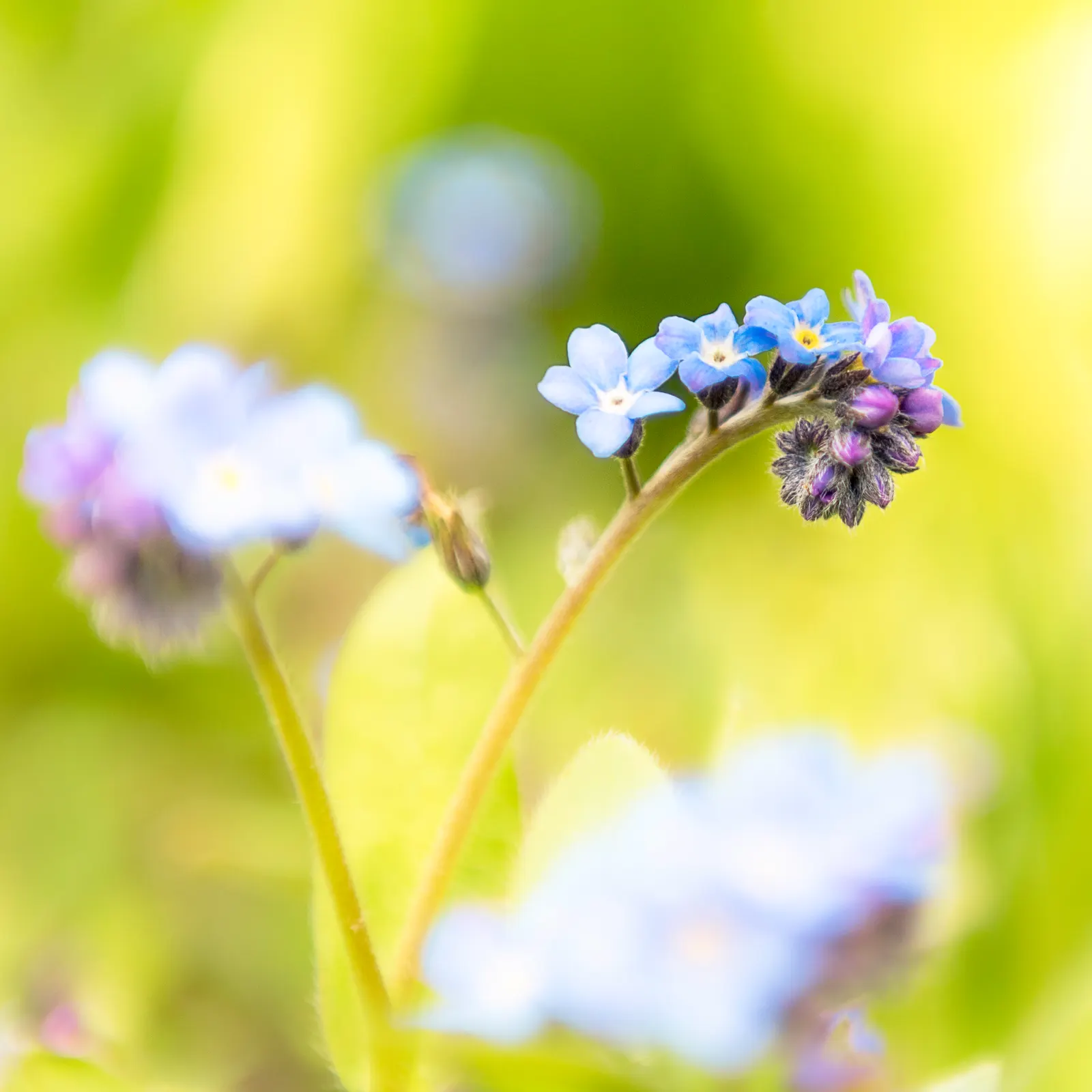 Forget-Me-Not (Myosotis Alpestris) — thriving well in USDA hardiness zones 2 through 9; to maintain its compact growth habit