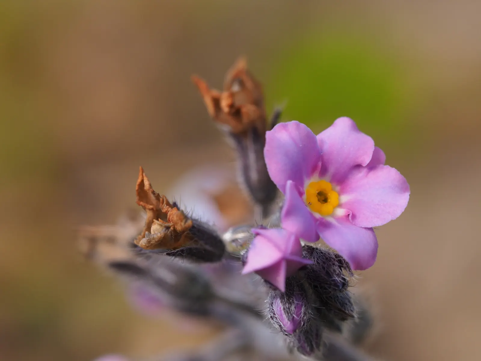 Forget-Me-Not (Myosotis Alpestris) — Blooming in spring, it adds a charming touch of color and can symbolize remembrance in a landscape design; it, image 65