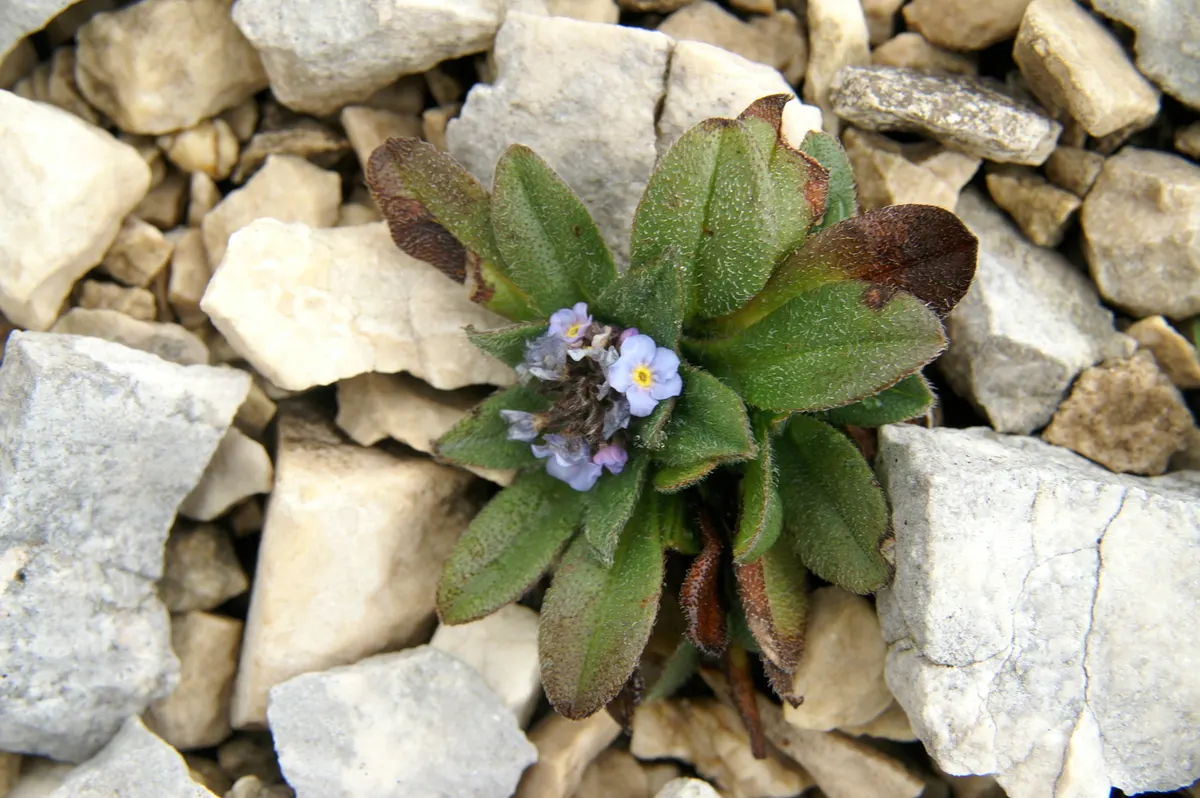 Forget-Me-Not (Myosotis Alpestris) — each with a delicate yellow center; thriving well in USDA hardiness zones 2 through 9, image 162