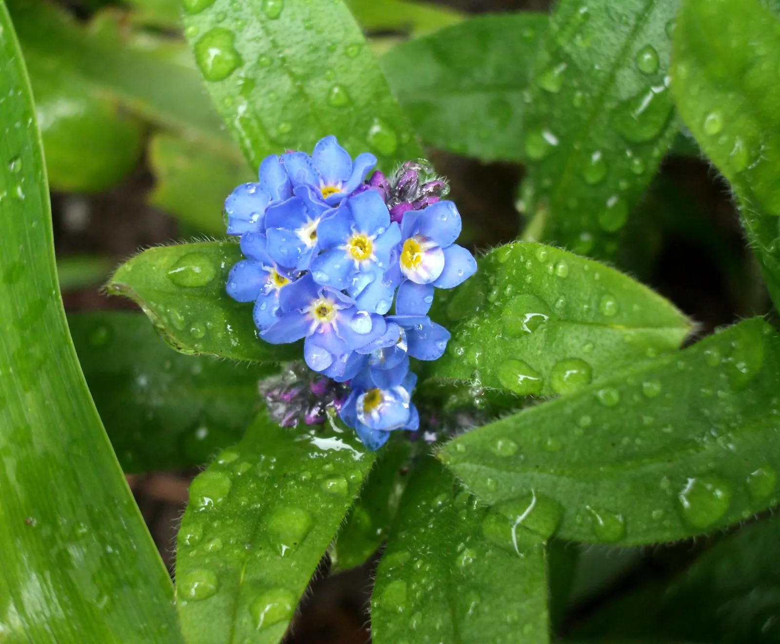 Forget-Me-Not (Myosotis Alpestris) — Blooming in spring, it adds a charming touch of color and can symbolize remembrance in a landscape design