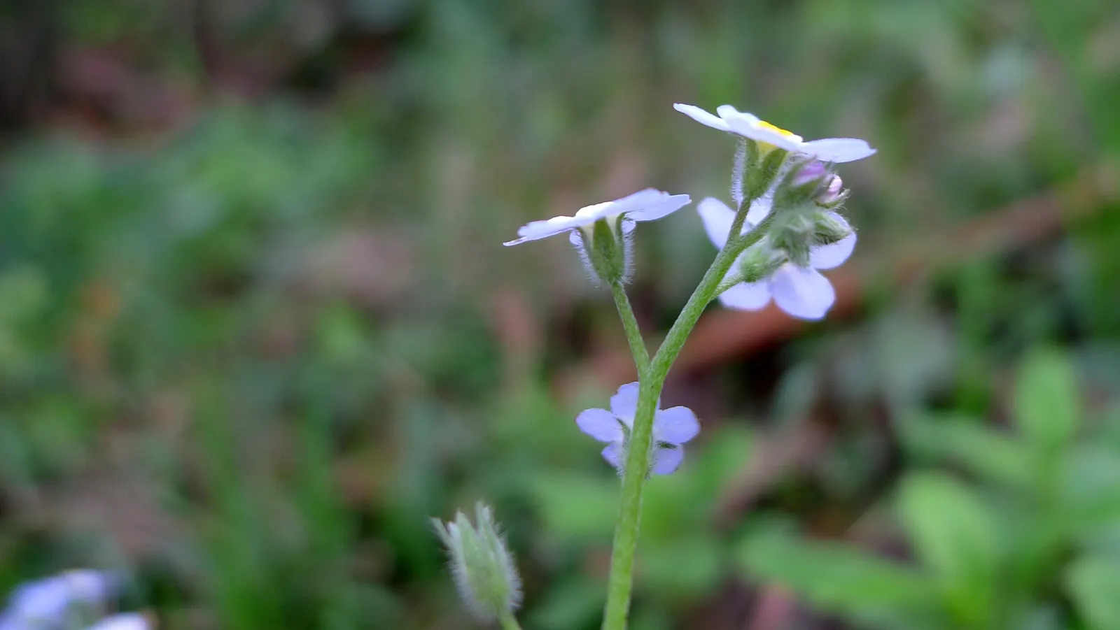 Forget-Me-Not (Myosotis Alpestris) — It prefers full sun to partial shade and requires well-drained soil; forget-me-not (Myosotis alpestris) graces, image 132