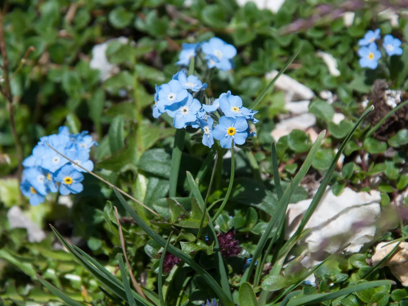 Forget-Me-Not (Myosotis Alpestris) — Blooming in spring, it adds a charming touch of color and can symbolize remembrance in a landscape design; it, image 105