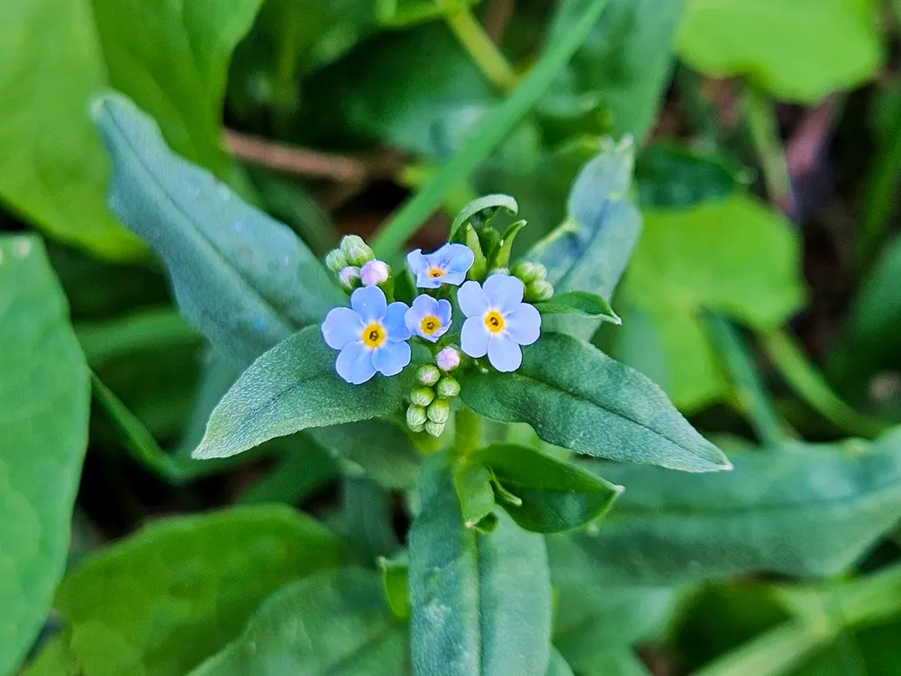 Forget-Me-Not (Myosotis Alpestris) — with blossoms that span approximately half an inch across; is an herbaceous perennial that graces many gardens, image 110