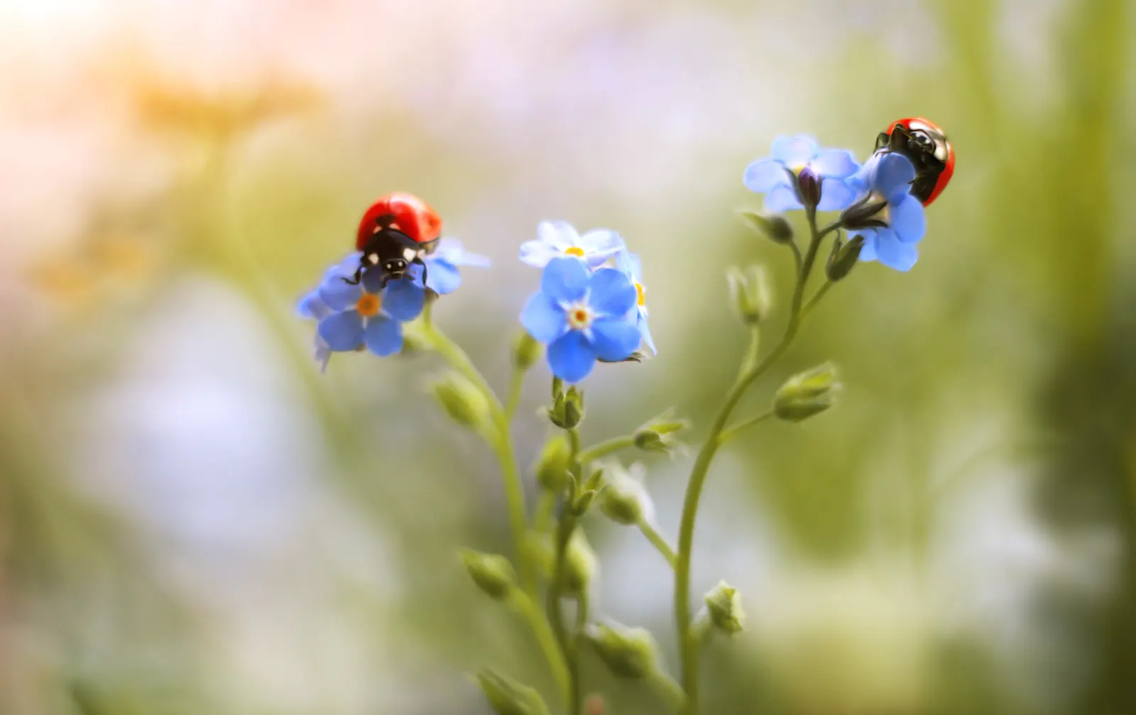 Forget-Me-Not (Myosotis Alpestris) — This perennial thrives in zones 3-8, prefers partial shade, and moist, well-drained soil; blue flowers in the, image 143