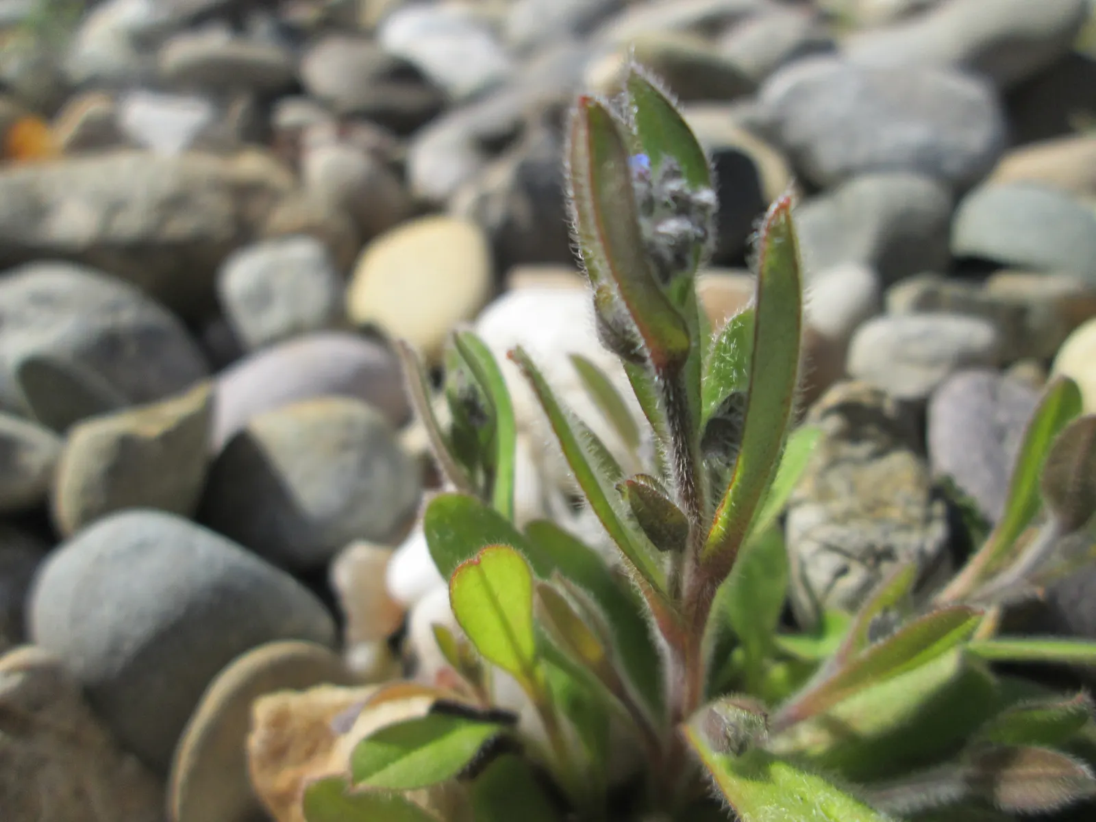 Forget-Me-Not (Myosotis Alpestris) — commonly known as Alpine Forget-me-not