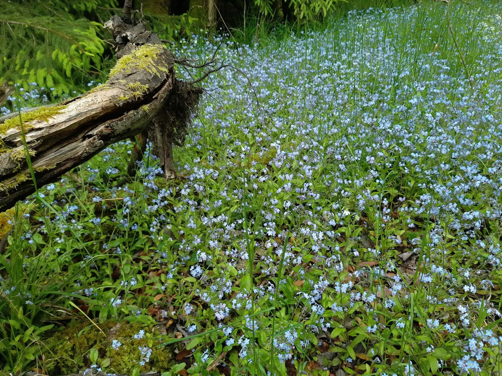 Forget-Me-Not (Myosotis Alpestris) — marginally tolerant of drought once established; each featuring a tiny yellow or white eye at the center, image 173
