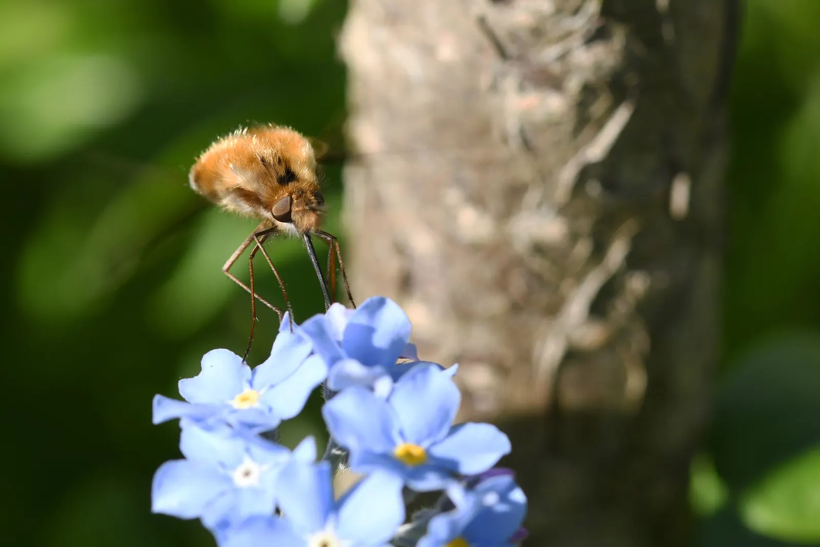 Forget-Me-Not (Myosotis Alpestris) — each featuring a tiny yellow or white eye at the center; marginally tolerant of drought once established, image 128