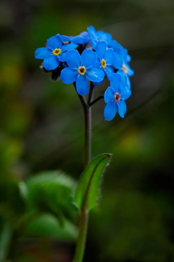 Forget-Me-Not (Myosotis Alpestris) — Blooming in spring, it adds a charming touch of color and can symbolize remembrance in a landscape design; it, image 125