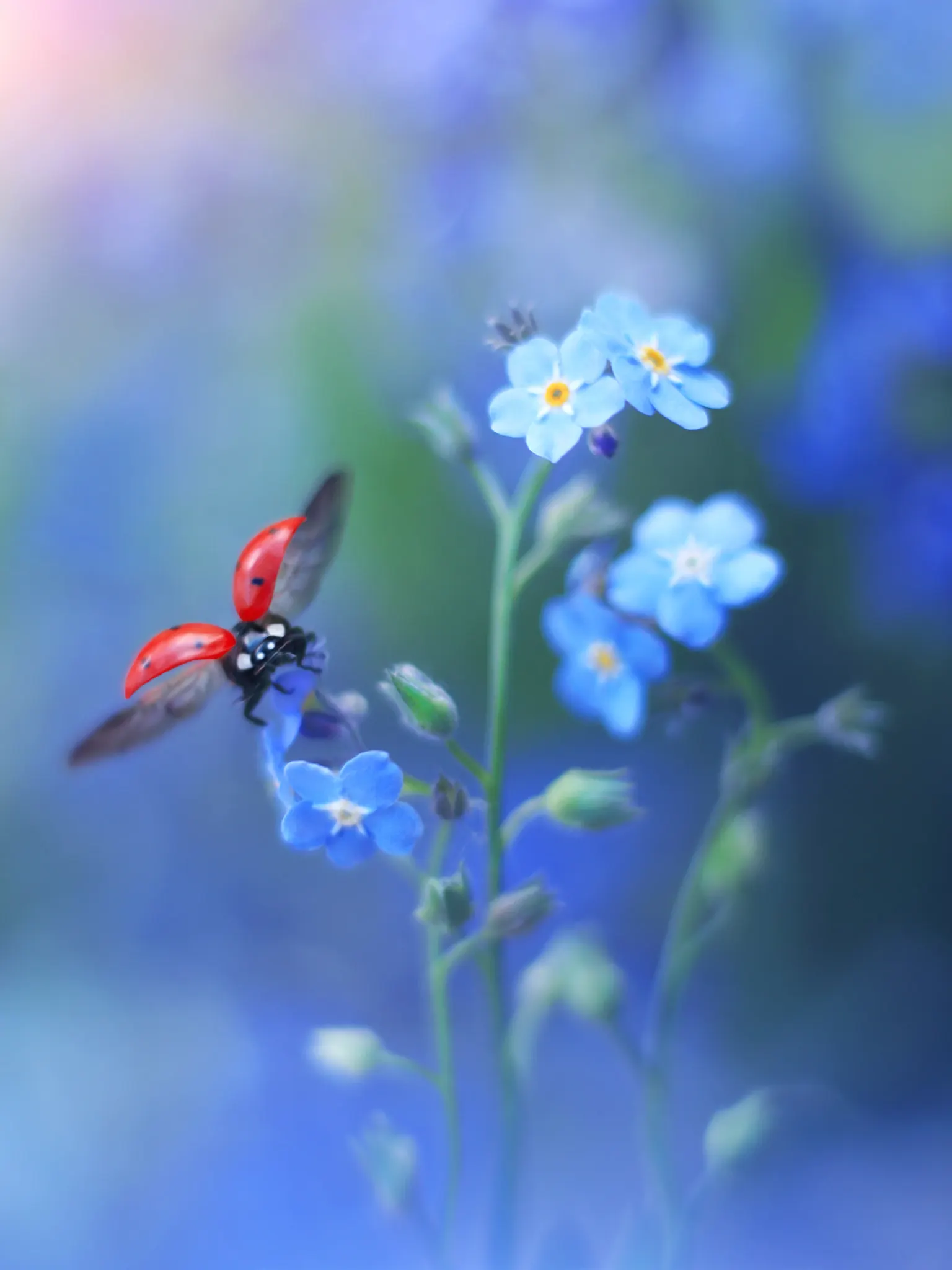 Forget-Me-Not (Myosotis Alpestris) — is an herbaceous perennial that graces many gardens with its delicate sky-blue flowers; commonly known as, image 67