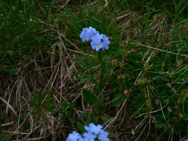 Forget-Me-Not (Myosotis Alpestris) — blue flowers in the garden; this perennial thrives in zones 3-8, prefers partial shade, and moist, image 58