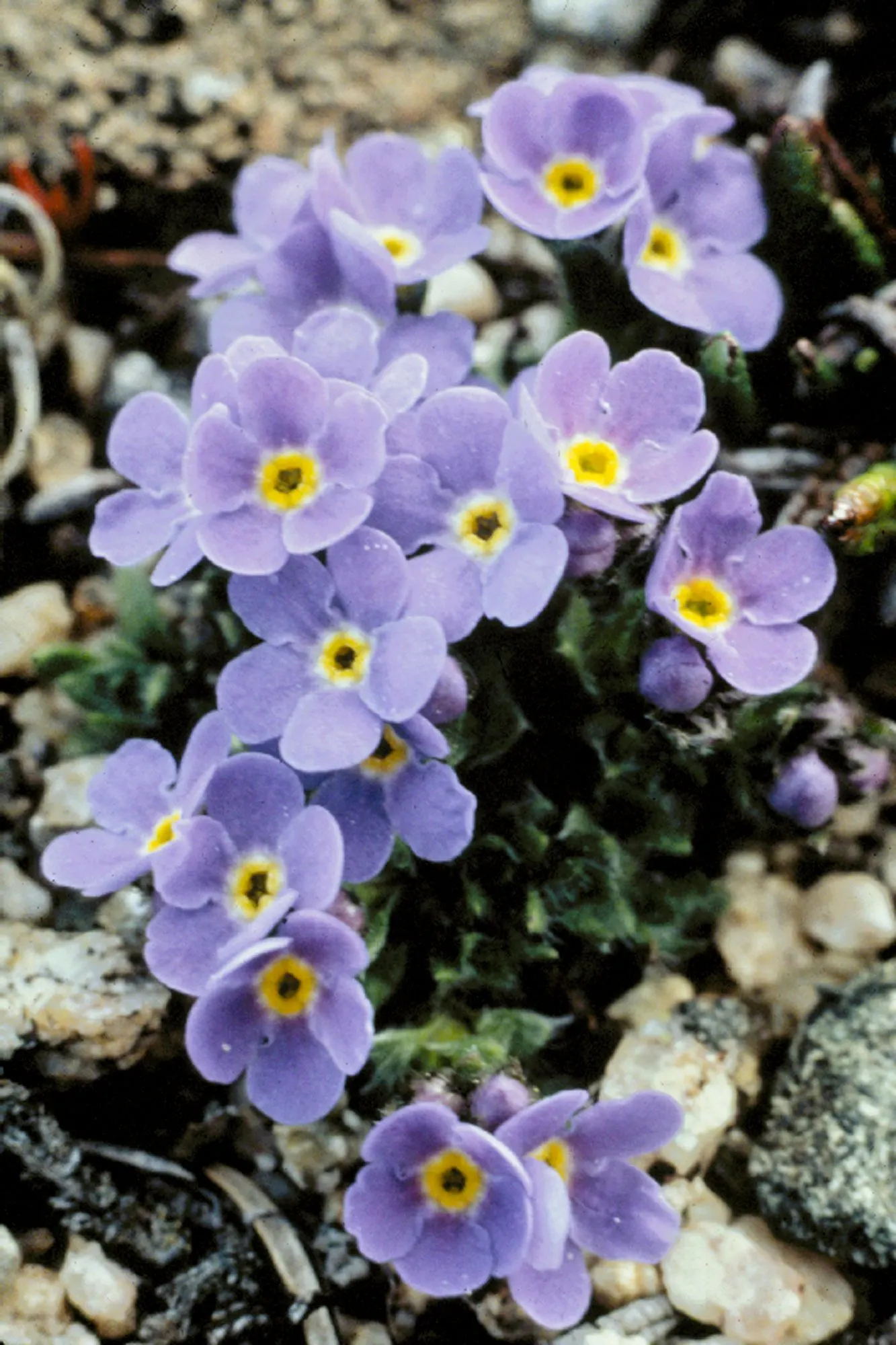 Forget-Me-Not (Myosotis Alpestris) — perennial for full or half; it is a touch of natural beauty that invites both contemplation and admiration in, image 140