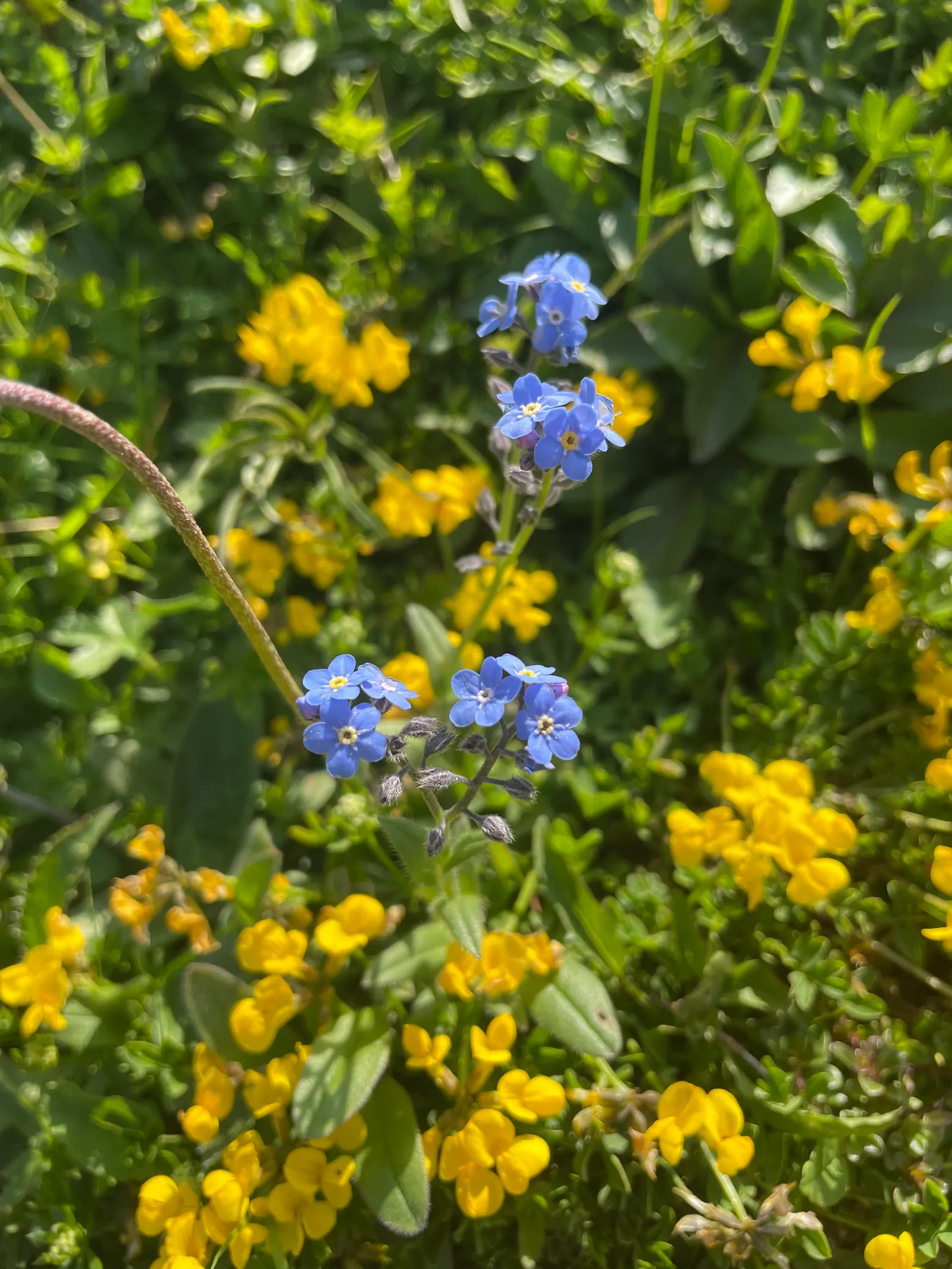 Forget-Me-Not (Myosotis Alpestris) — as its common name suggests; this plant typically flowers from late spring to early summer, image 116